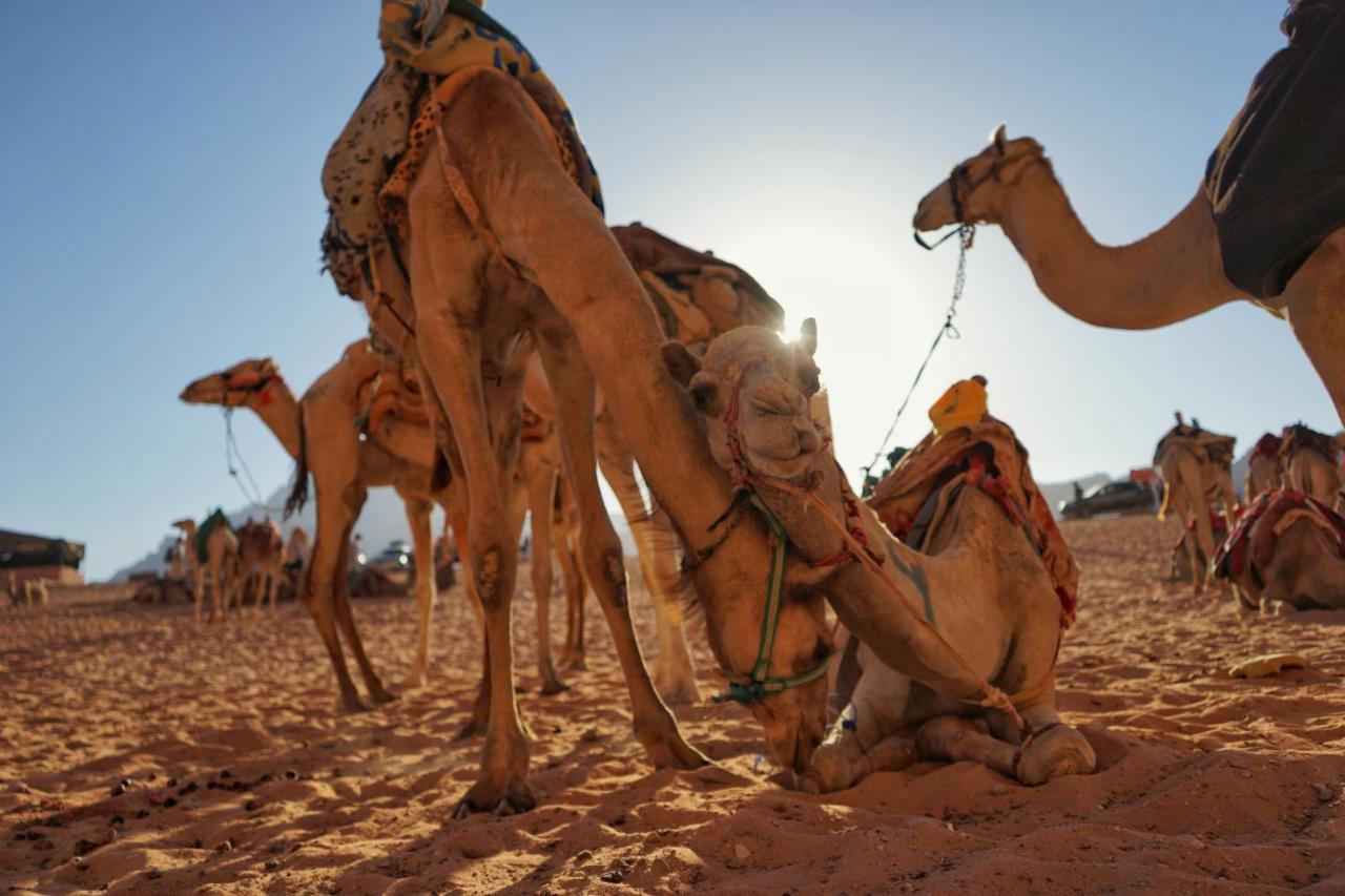Salman Zwaidh Camp Hotel Wadi Rum Exterior photo